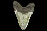 Fossil Megalodon Tooth - North Carolina #124955-2